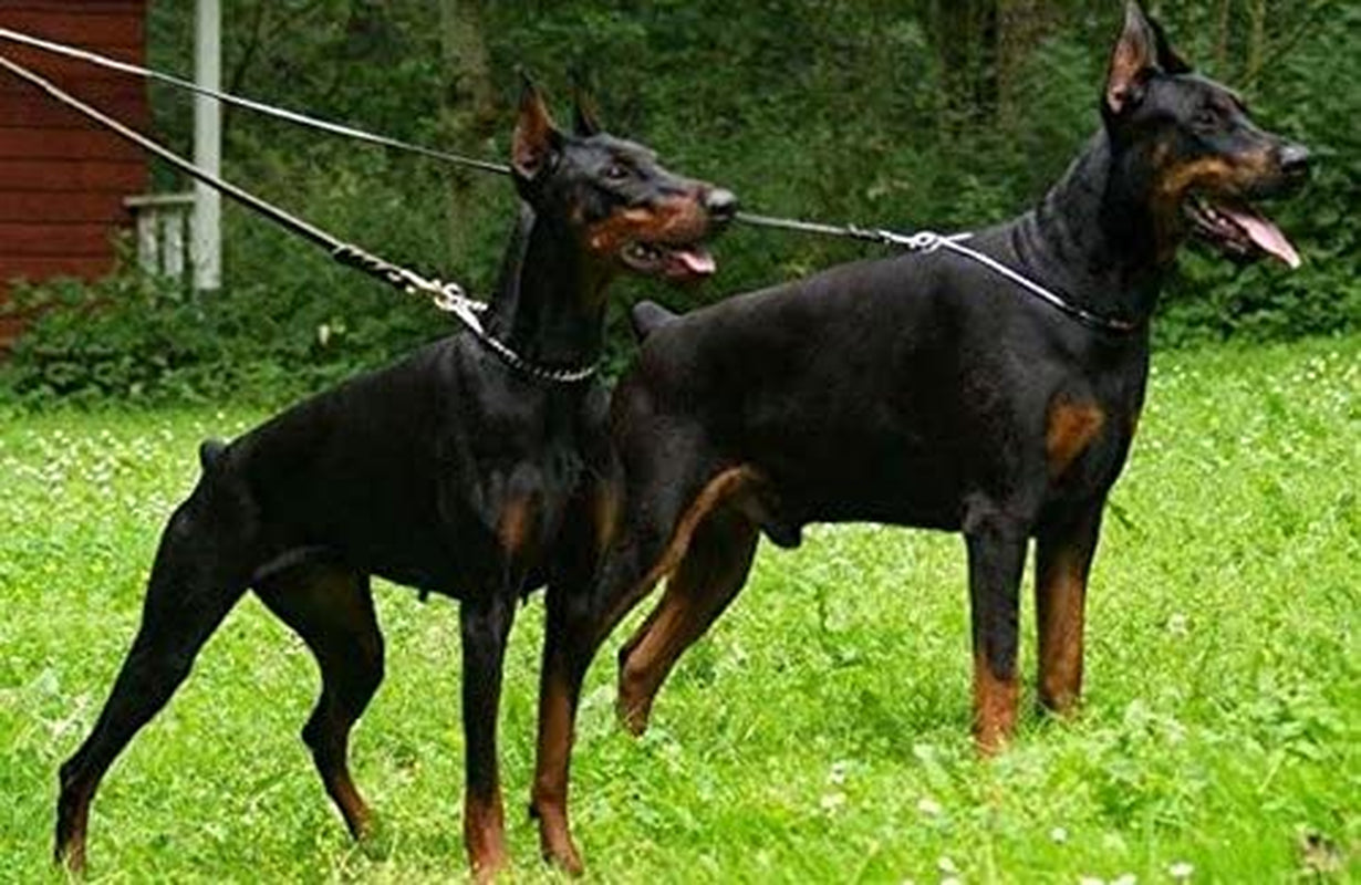 Real Leather Braided Dog Leash