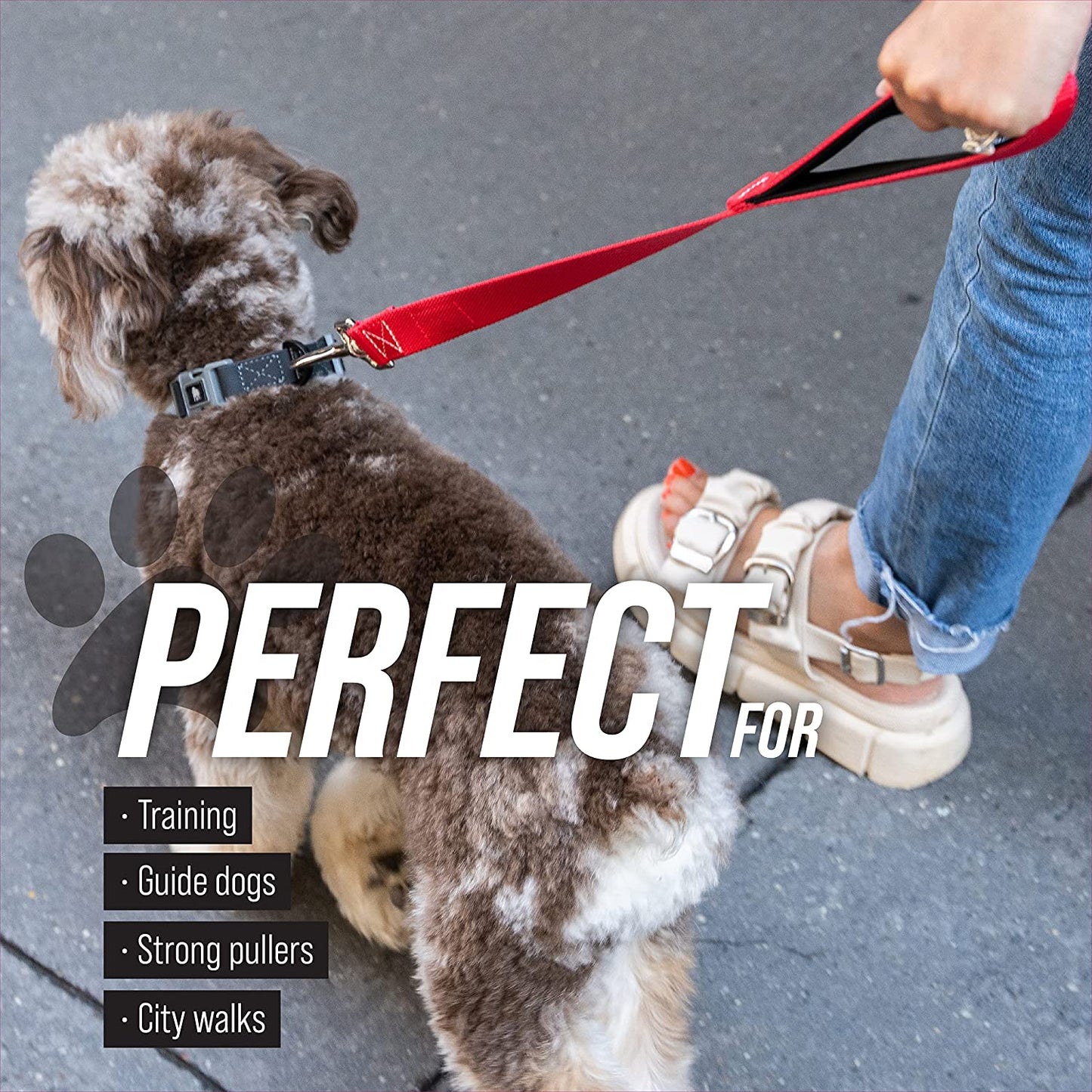 Dog Leash Training Loop