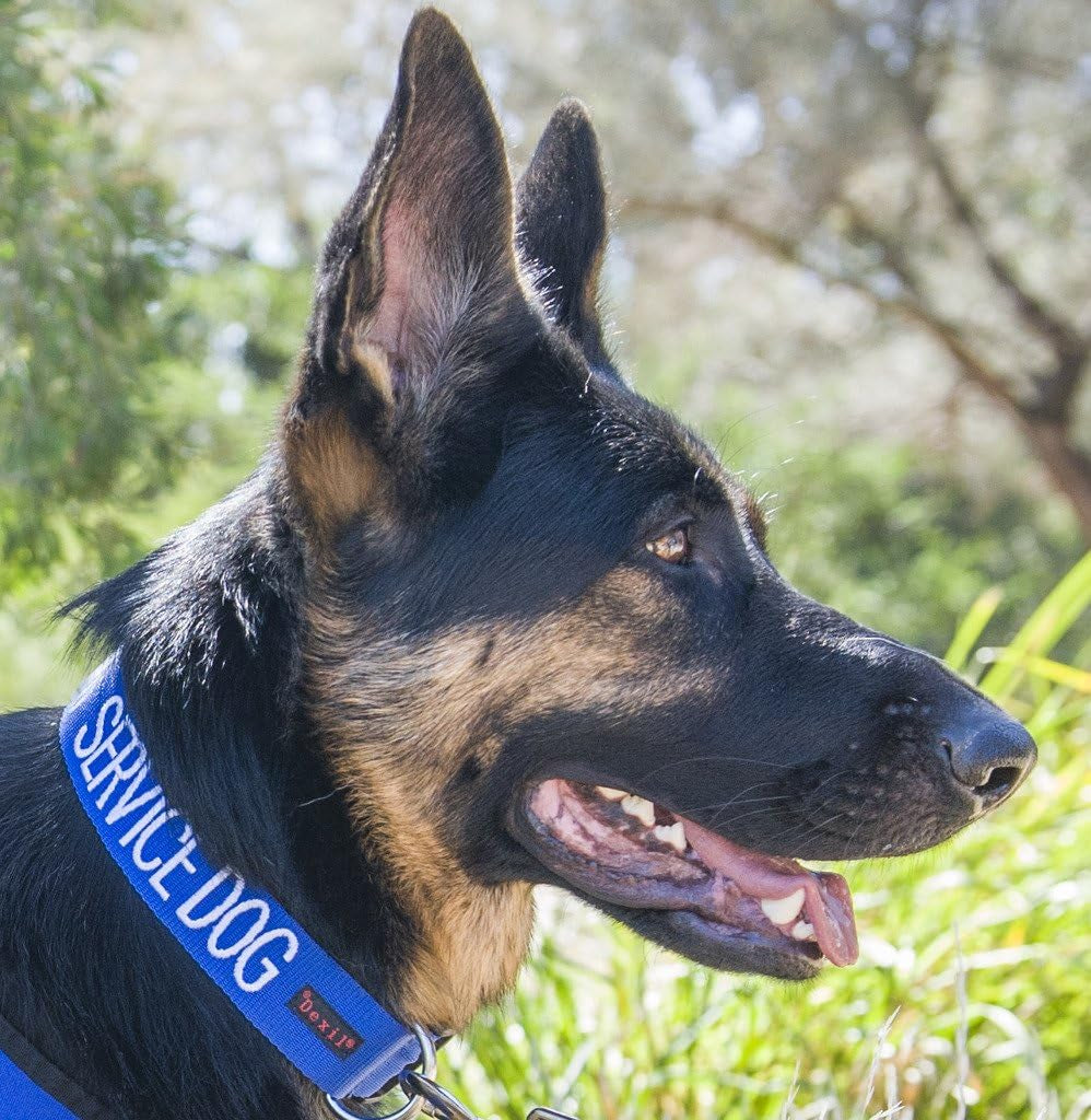 Service Dog Blue Collar